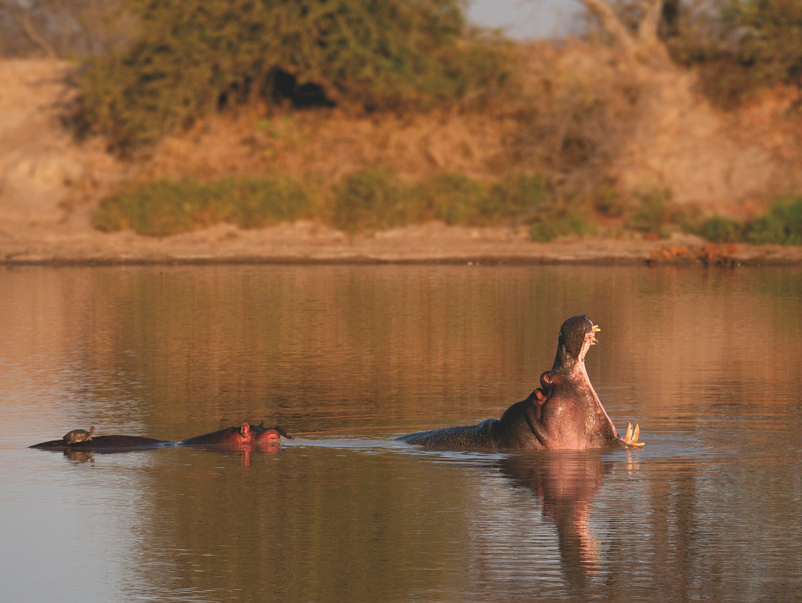 Hippo in a wetland waterway typical of African floodplain hunting country