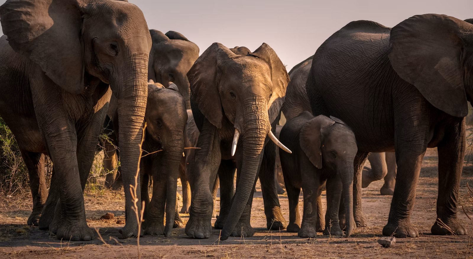 Herd of African elephants walking through dry Chobe landscape