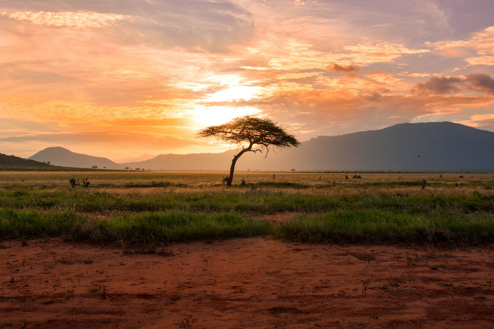 Lone acacia tree on African savanna at sunset