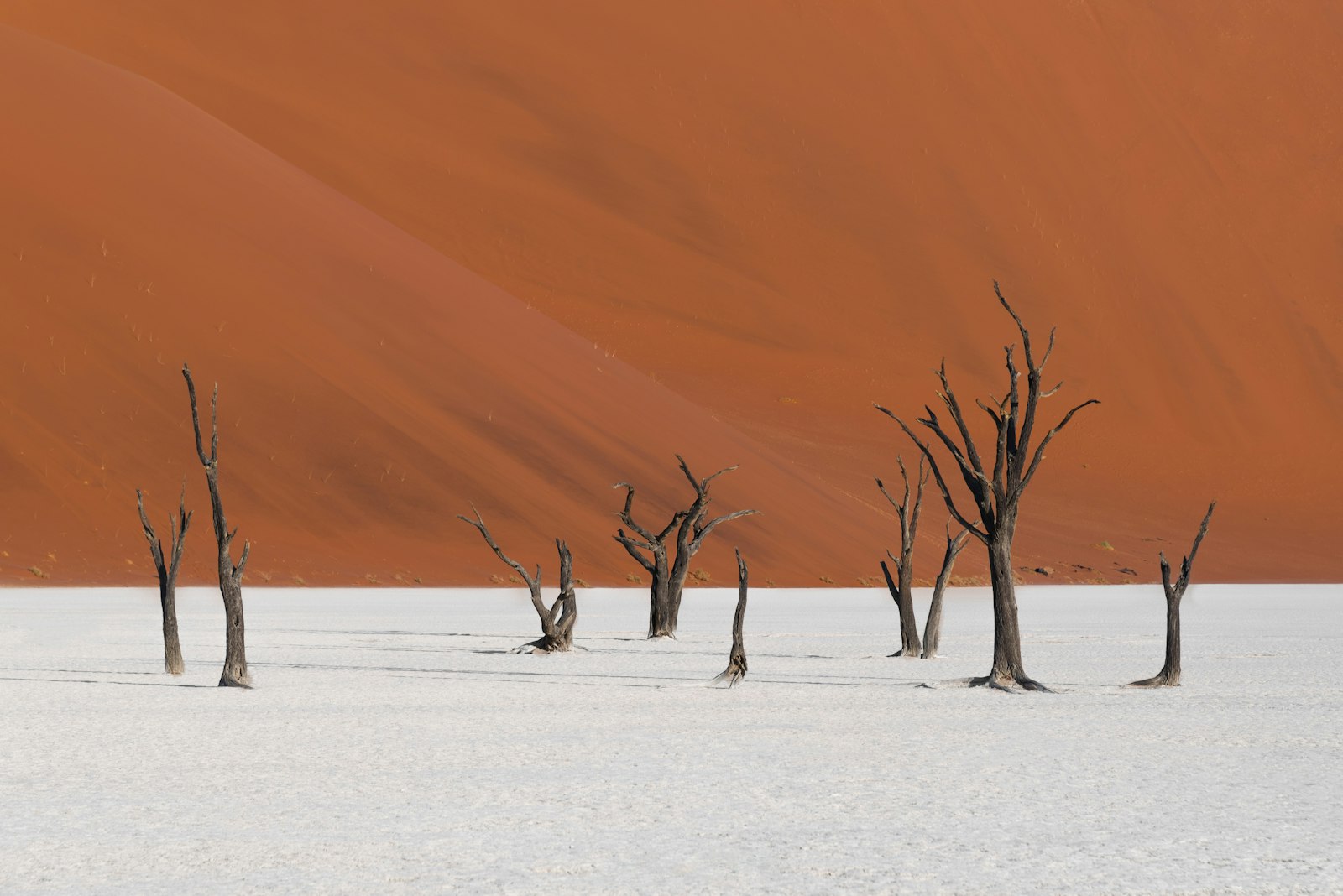 Leafless tree on white clay pan at sunset in the Namib Desert, Namibia
