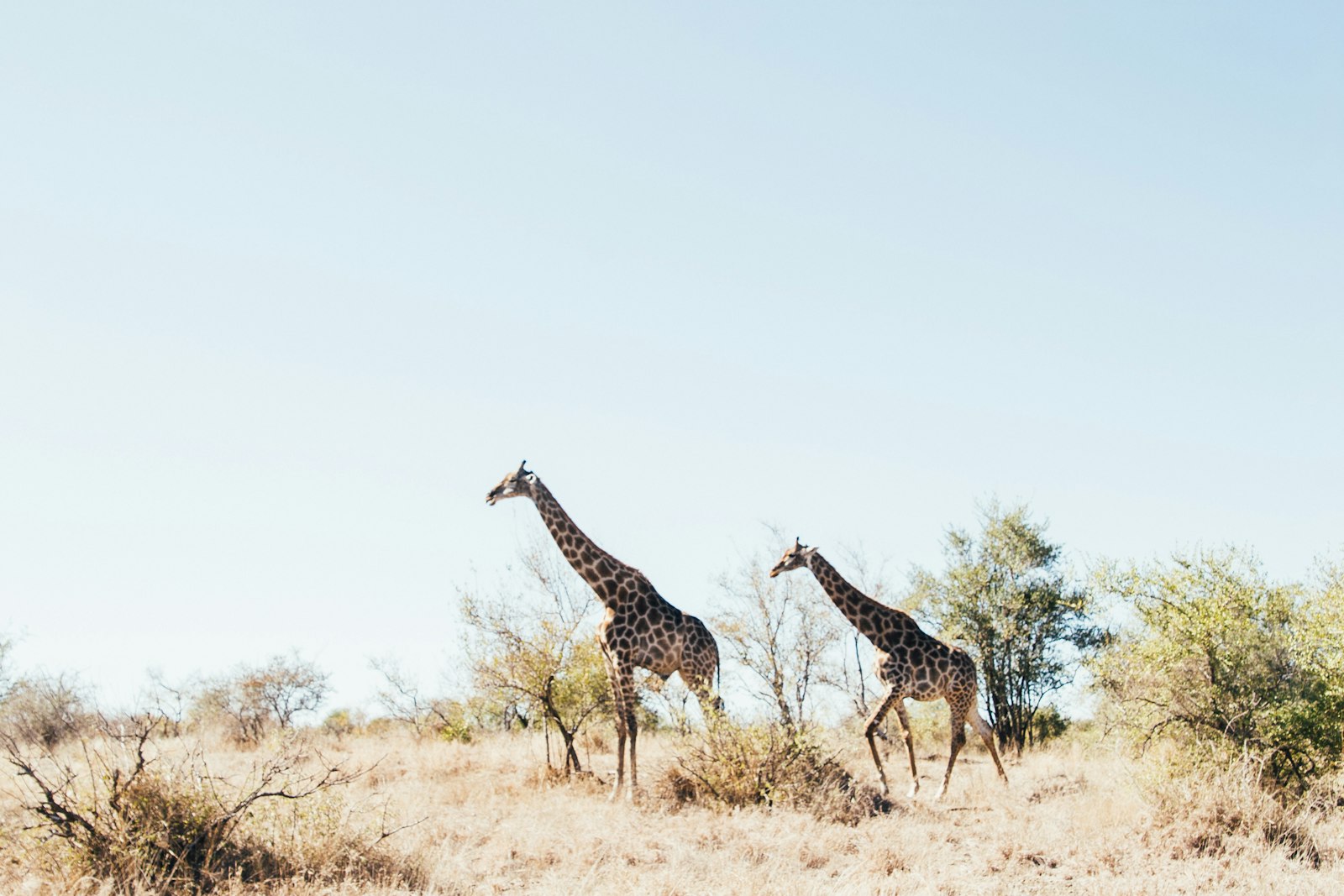 Deux girafes sur une herbe brune ouverte dans un pays de savane d'Afrique de l'Est