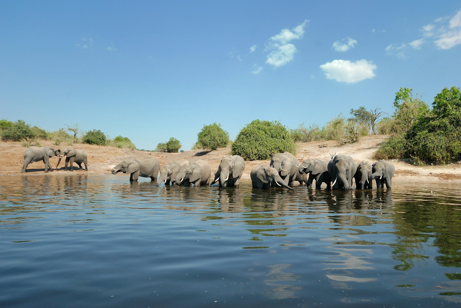 Herd of elephants drinking from the Chobe River in Botswana