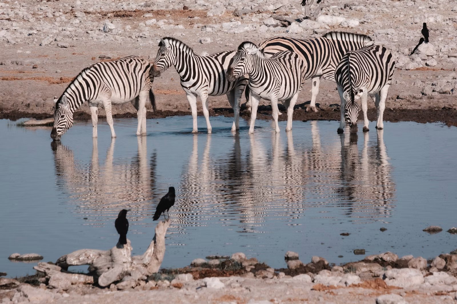 Zèbres buvant dans un point d'eau en saison sèche