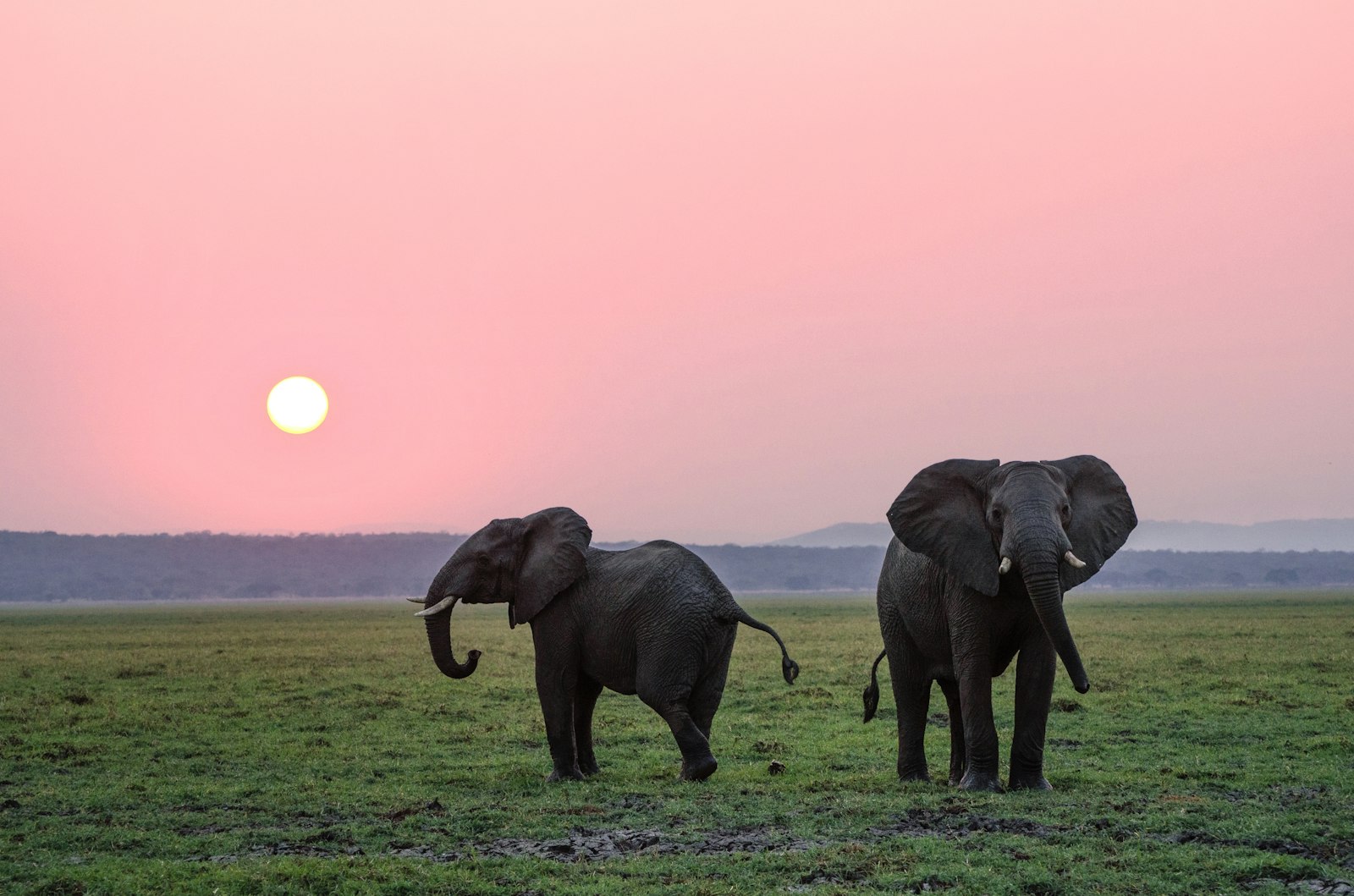 Two African elephants on open grassland at sunset