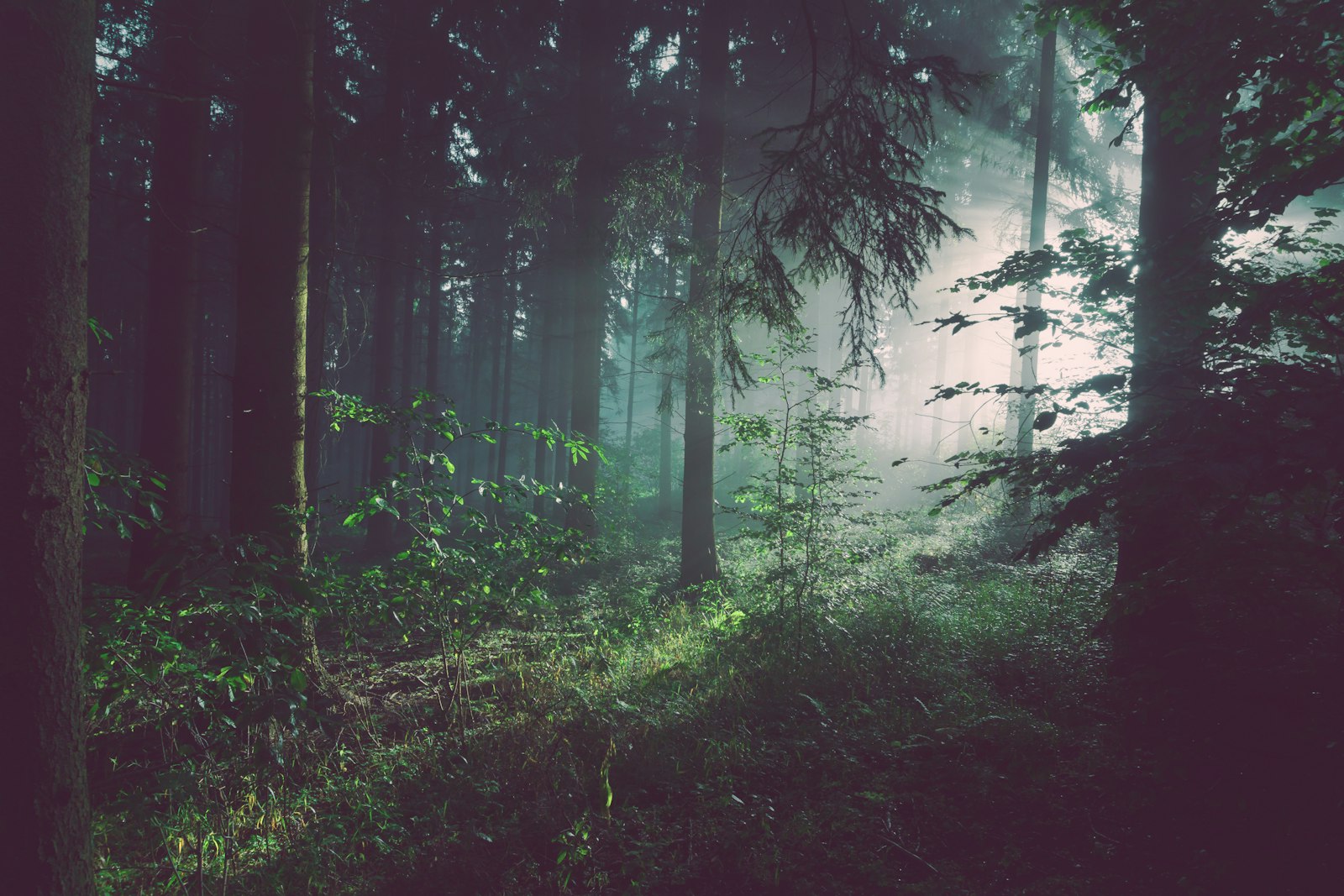 Sunbeams through mist in a dense forest understory