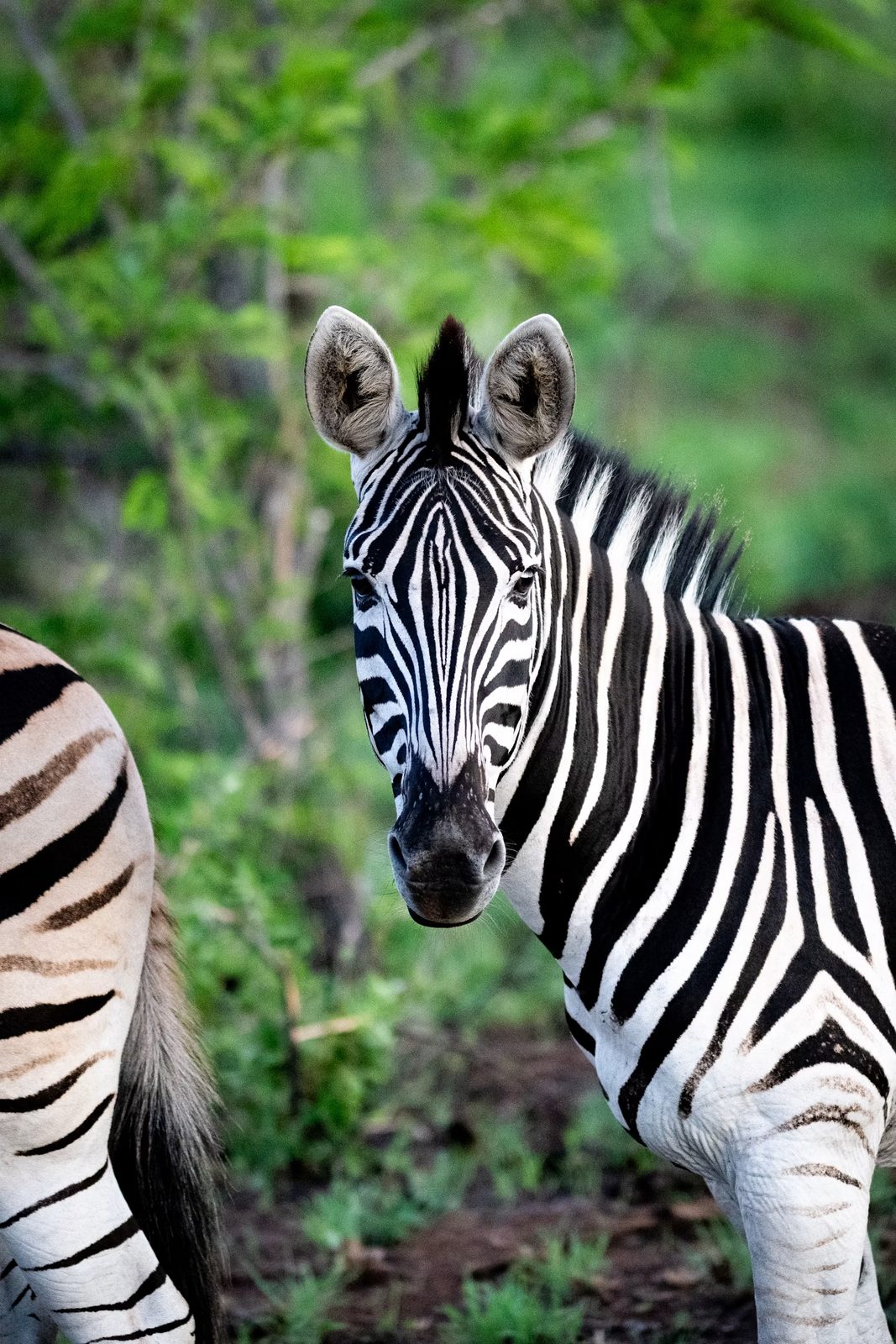 Zebraer i tørsæsonens afrikanske bushveld