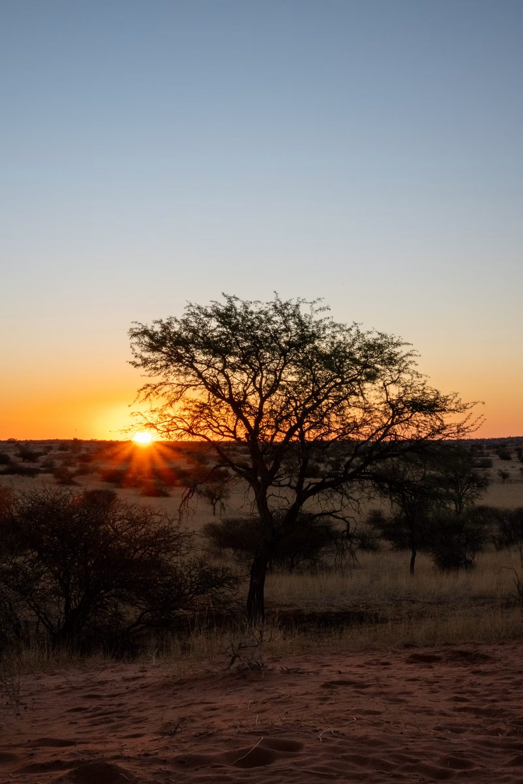Puesta de sol sobre una sabana namibiana con acacias
