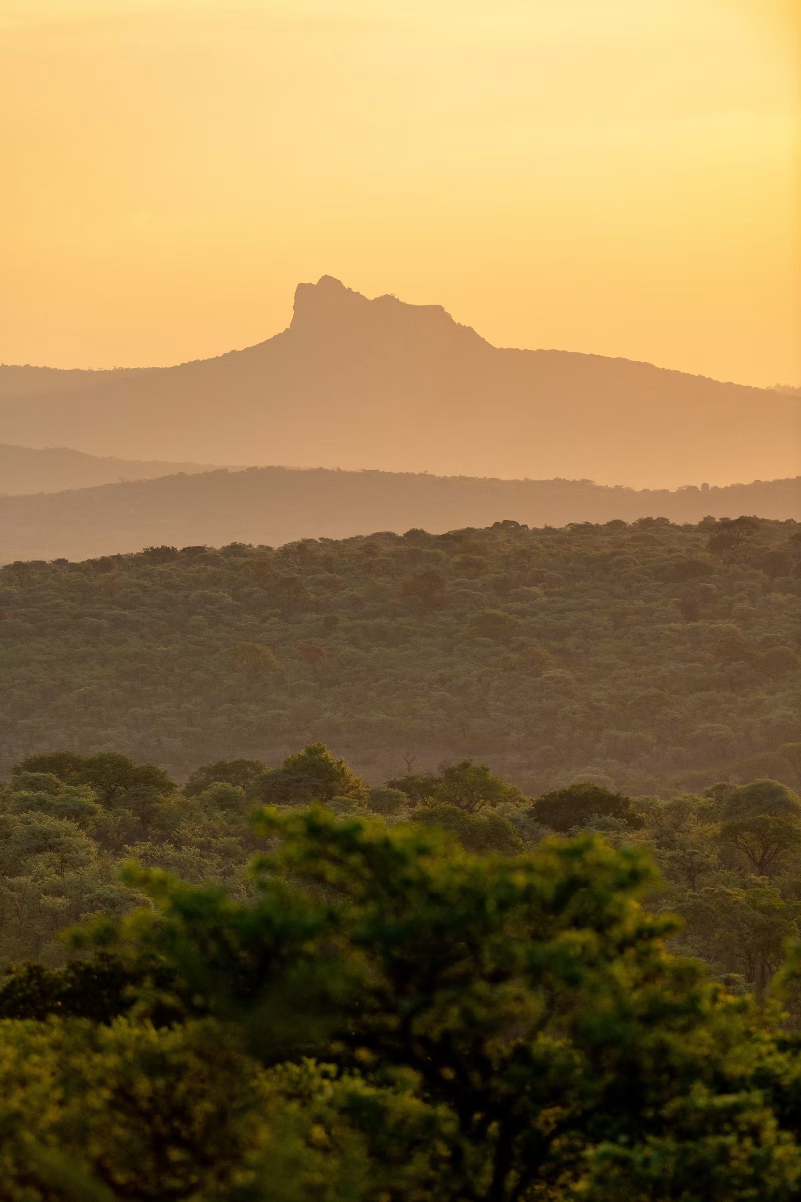 Jirafa de pie en un campo verde de Sudáfrica