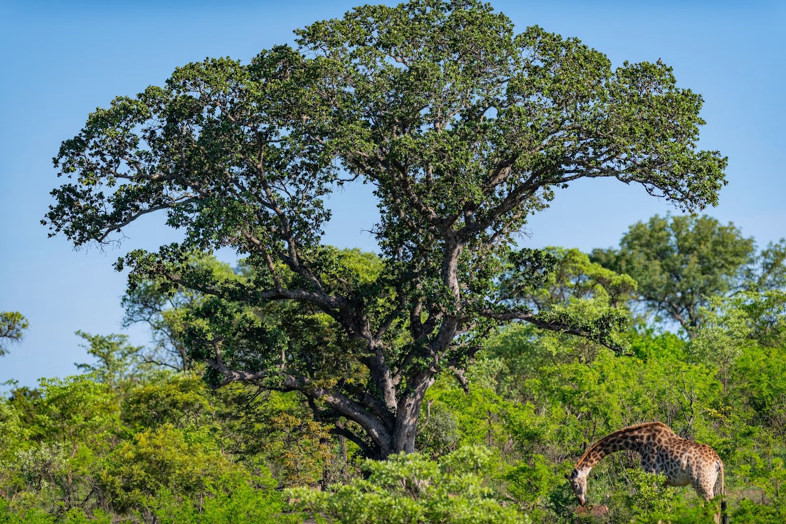 Giraffa in un bosco verde tipico del paese di caccia nella stagione secca dell'Africa orientale