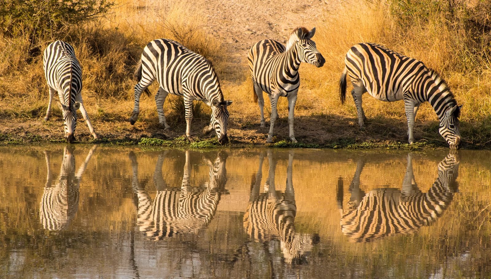 Zebra in piedi sull'erba verde nel paese di caccia dell'Africa orientale