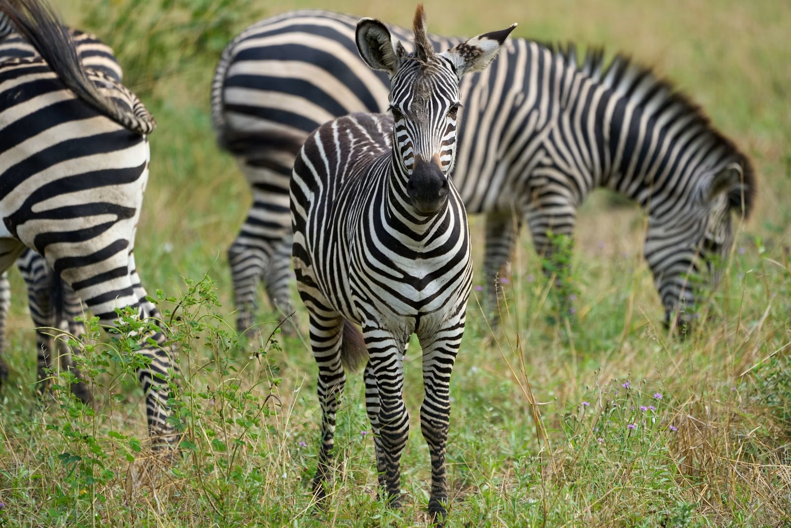 Zèbres paissant dans le parc national de South Luangwa, Zambie