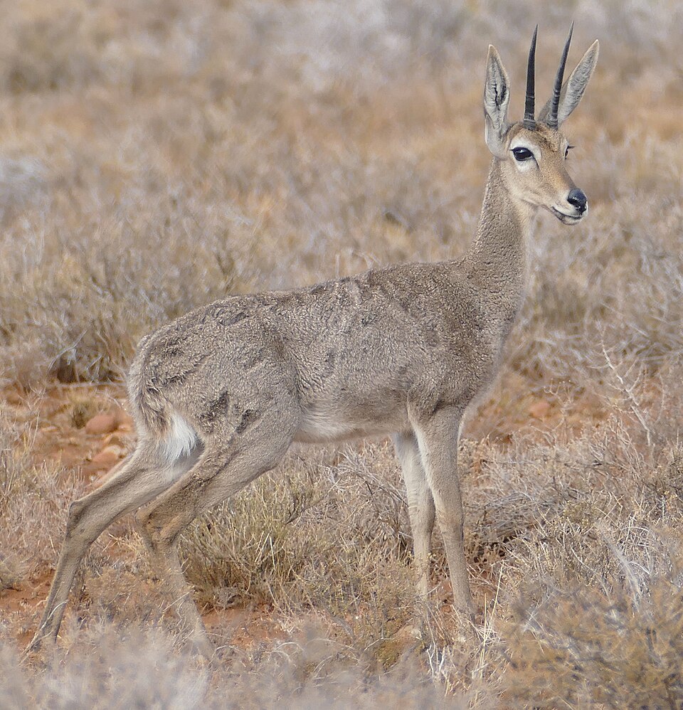 Grey Rhebok