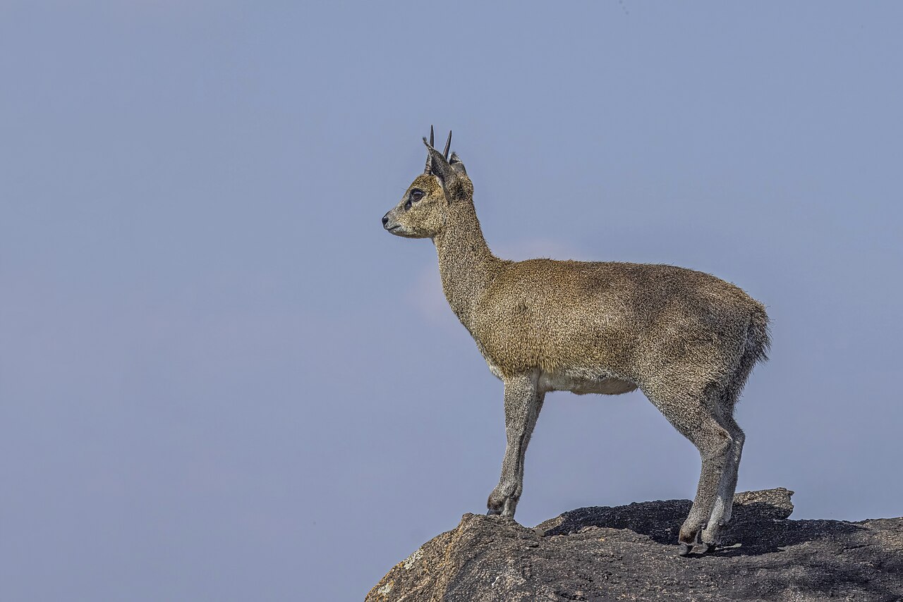 صورة كليبسبرنغر