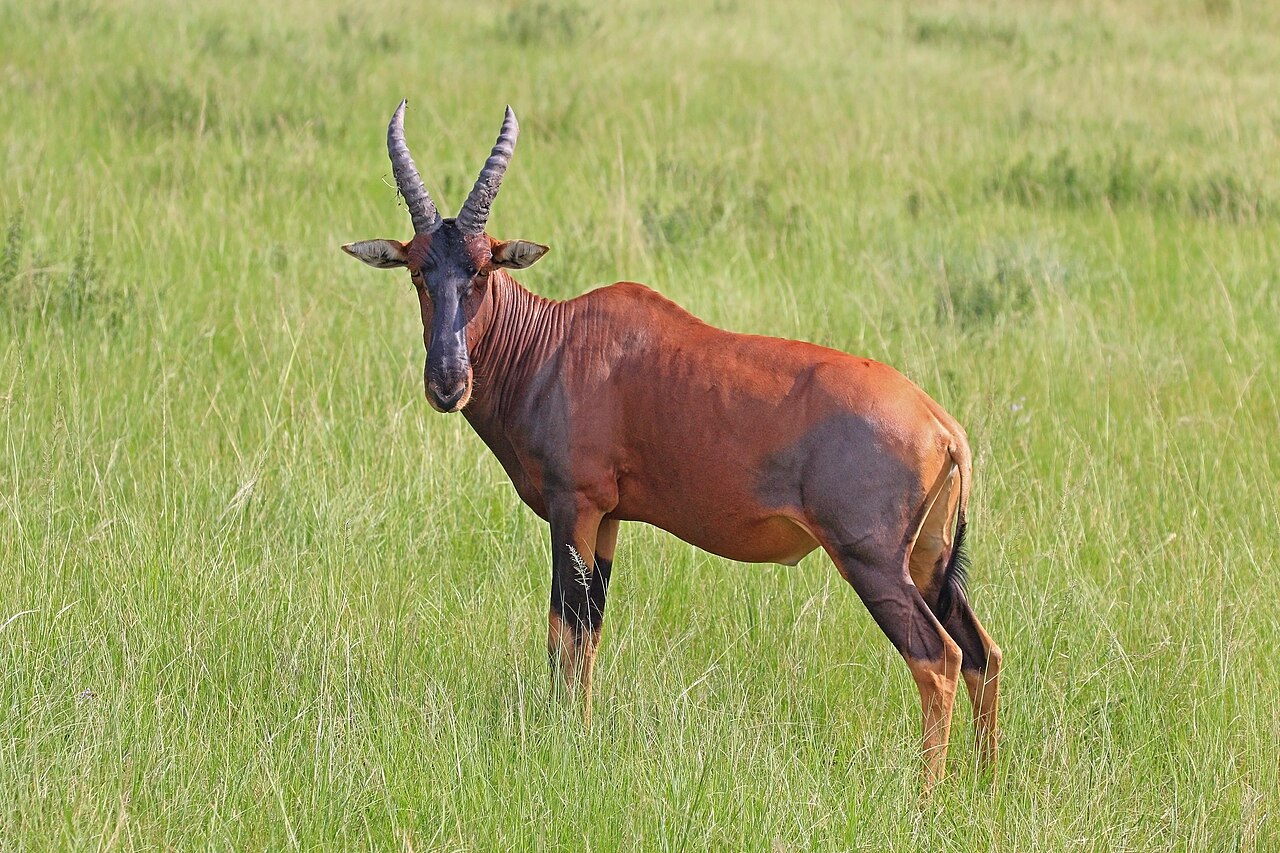 صورة كوريجوم